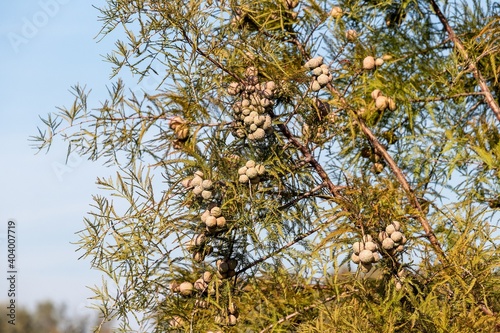 A branch with cones of tree Taxodium two-rowed, or common marsh cypress - deciduous coniferous tree of the Taxodium genus of the Cypress family (Cupressaceae) photo