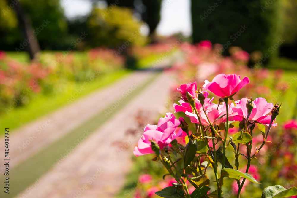 Beautiful alley in Sigurta park in Italy in summer