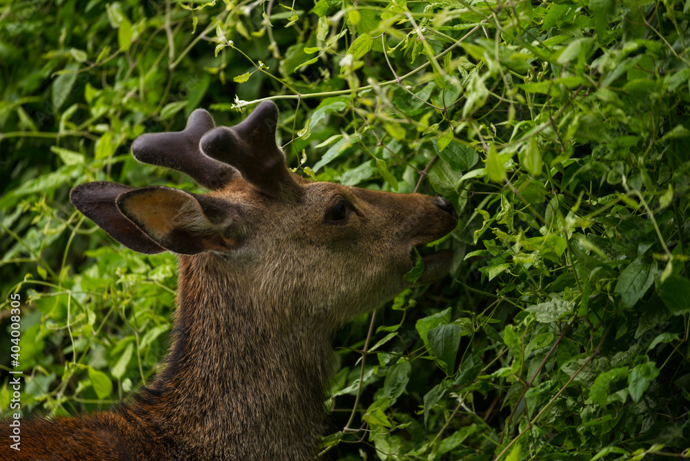 Portrait of a young wild deer in Killarney National Park, near the town of Killarney, County Kerry, Ireland Portrait of a young wild deer in Killarney National Park, near the town of Killarney, County Kerry, Ireland