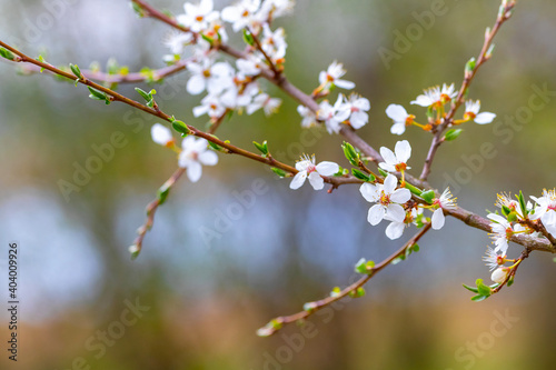 Spring background with a flowering branch of cherry plum