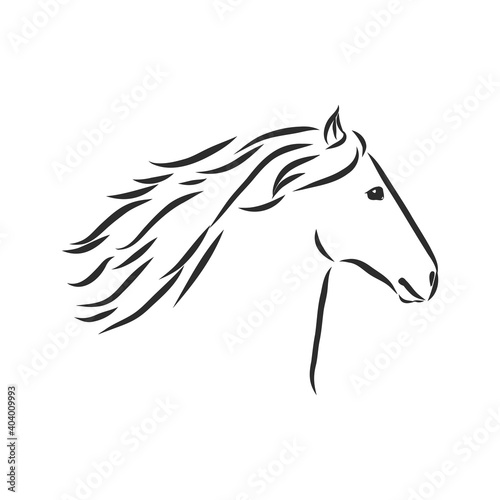Fototapeta Naklejka Na Ścianę i Meble -  Vector silhouette of a horse. beautiful horse vector sketch illustration