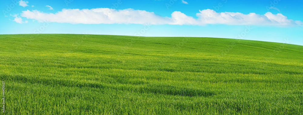 Wide field with green grass, spring and summer background, panorama
