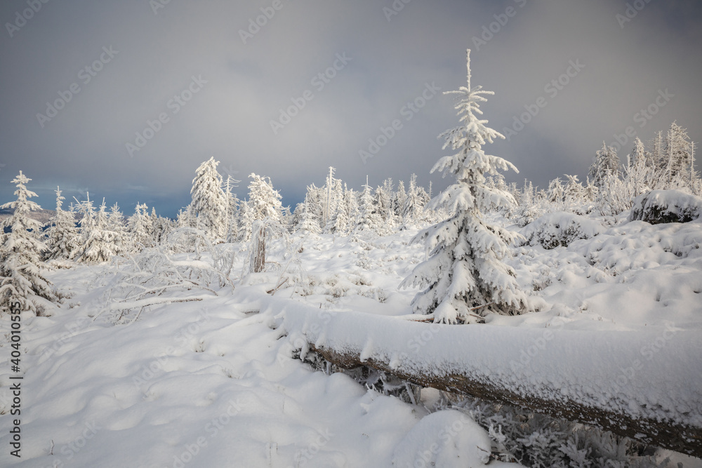 Obraz premium Beautiful winter in the Gorce Mountains - fresh snow created an amazing landscape. Beskidy, Poland.