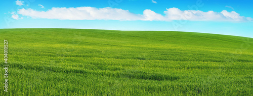 Wide field with green grass, spring and summer background, panorama © Volodymyr