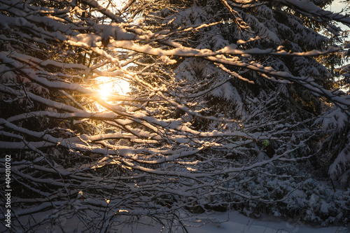 Beautiful winter in the Gorce Mountains - fresh snow created an amazing landscape. Beskidy, Poland.