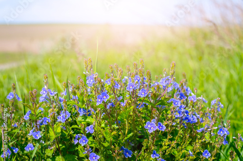 Wildflowers. Blue flowers of veronica in the field