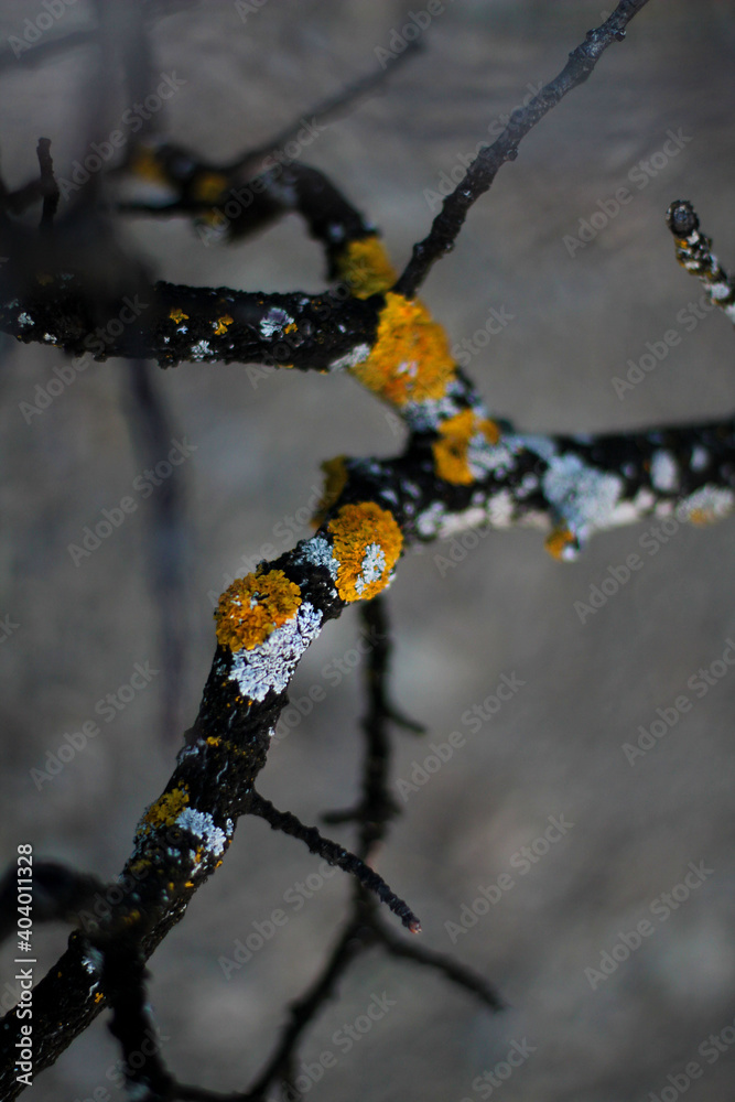 forest plants and trees during the cold season