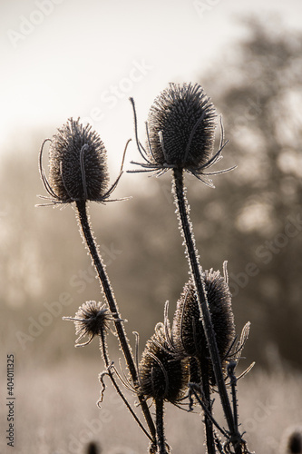 Frost covered Teazel or Teasel seed heads