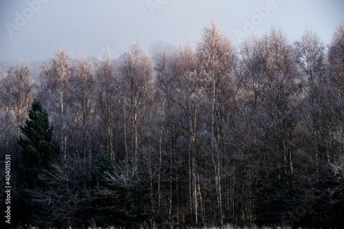 Trees covered in Frost