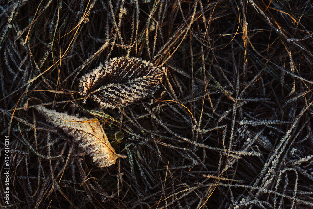 Autumn leaves are covered with hoarfrost on dry grass. Tinted photo. Template for the designer Autumn leaves are covered with hoarfrost on dry grass. Tinted photo. Template for the designer