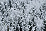 Coniferous forest in the snow. Winter vintage texture