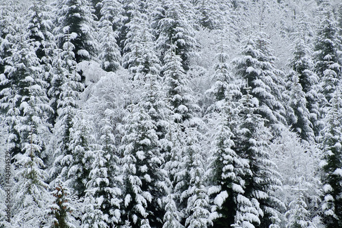 Coniferous forest in the snow. Winter vintage texture
