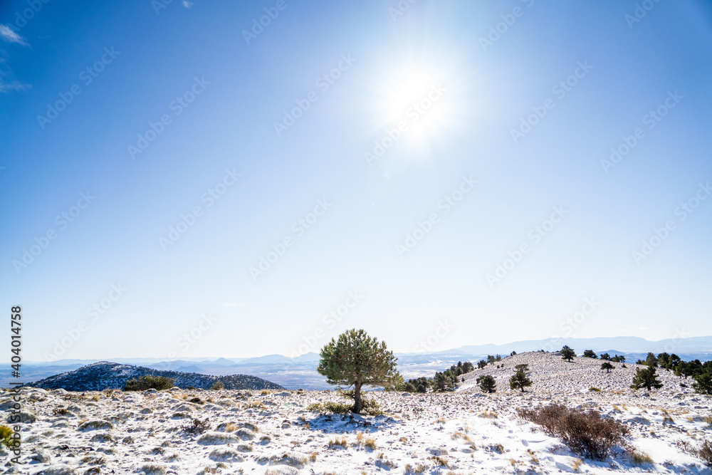 snowy pine on mountain peak with valley views snowy pine on mountain peak with valley views