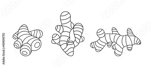Ginger outline. Isolated ginger on white background