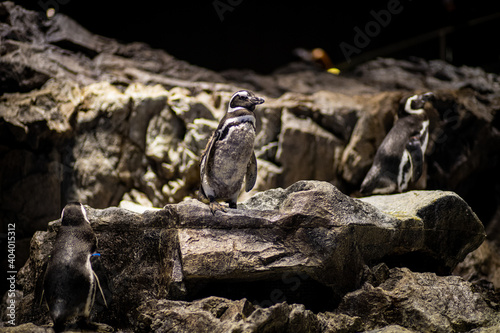 岩場に立つペンギン