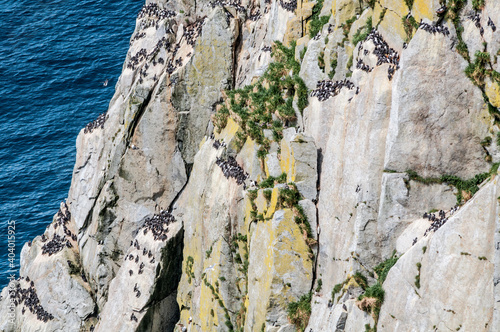 Colony of Common Murre (Uria aalge) at Chowiet Island, Semidi Islands, Alaska, USA photo