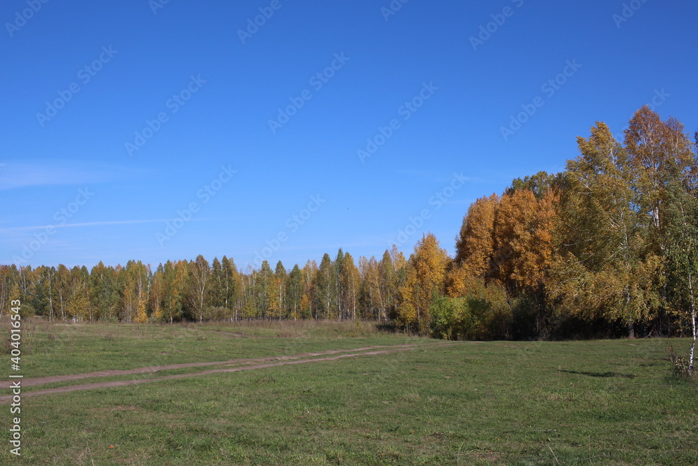autumn forest in nature with trees landscape