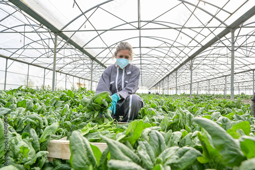 Canvas-taulu Female worker  harvesting in the greenhouse and wearing her protective mask agai