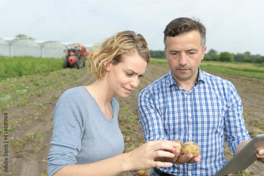 Couple of agronomists analyses the potatoes harvesting data in a field Couple of agronomists analyses the potatoes harvesting data in a field