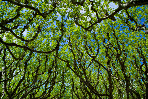 Arbres touffus sur les ramblas de La Seu d'Urgell, Espagne photo