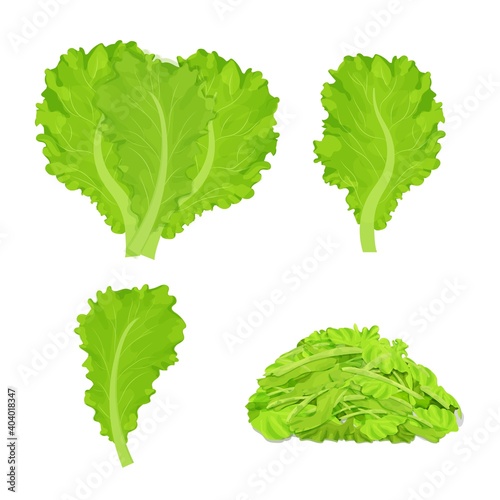 Set os lettuce leaves, chopped pieces, detailed drawing in bright cartoon style isolated on white background. Raw vegetable, herbs, eco food or agriculture product. 