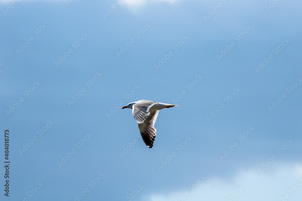 Heuglini's Gull (Larus heuglini) in Barents Sea coastal area, Russia Heuglini's Gull (Larus heuglini) in Barents Sea coastal area, Russia