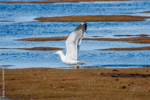 Heuglini s Gull  Larus heuglini  in Barents Sea coastal area  Russia