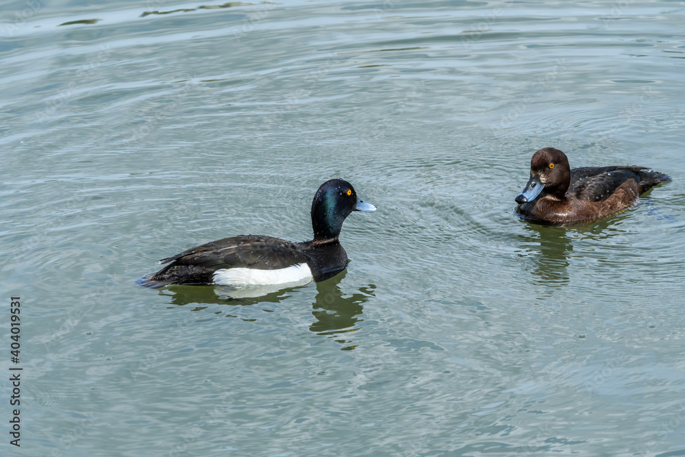 Tufted Duck (Aythya fuligula) drake and female on lake Tufted Duck (Aythya fuligula) drake and female on lake