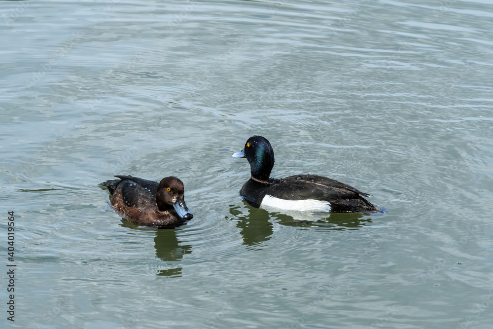 Tufted Duck (Aythya fuligula) drake and female on lake Tufted Duck (Aythya fuligula) drake and female on lake