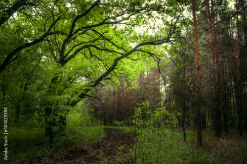 Dense green forest with branching trees