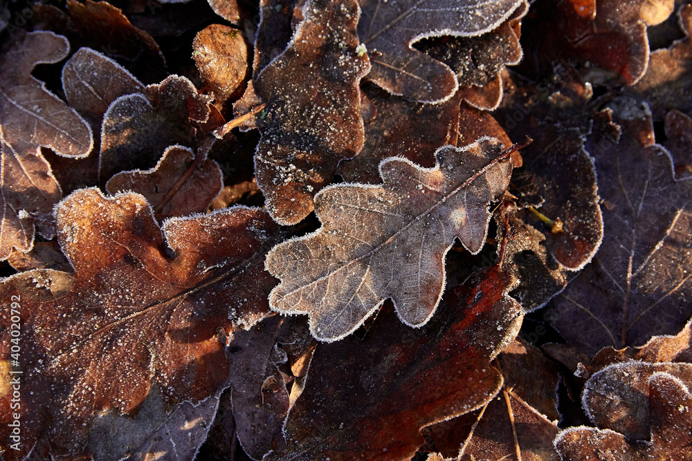 leaf on the ground leaf on the ground