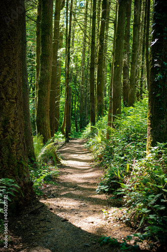 Woodland Walk
