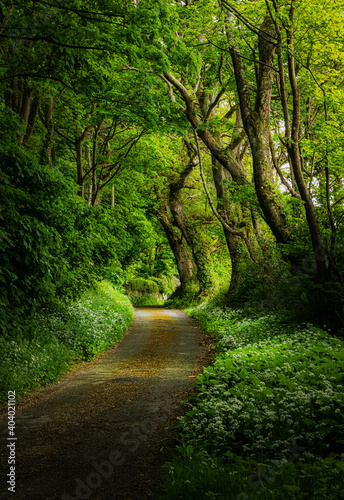 Woodland 