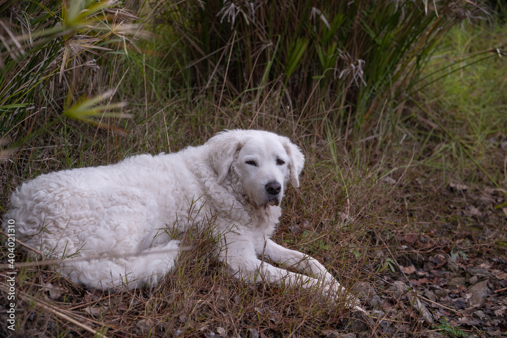 Beautiful White Kuvasz dog lying down with Papyrus plants in the background Beautiful White Kuvasz dog lying down with Papyrus plants in the background