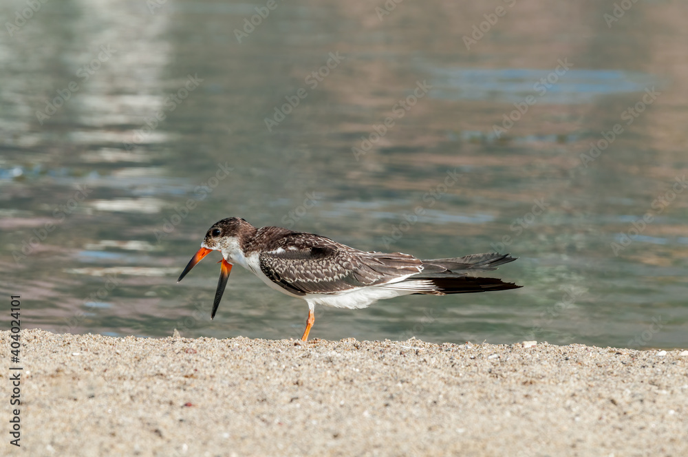 Immature Black Skimmer (Rhynchops niger) in Malibu Lagoon, California, USA Immature Black Skimmer (Rhynchops niger) in Malibu Lagoon, California, USA