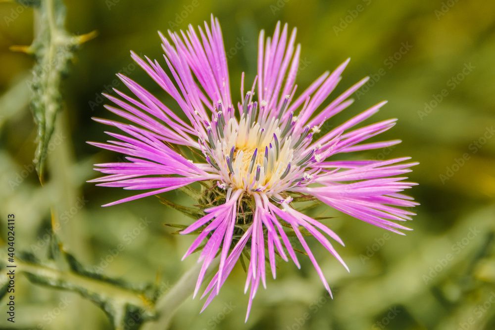 Flores Mediterráneas