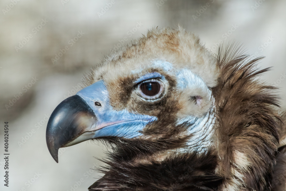 Cinereous Vulture (Aegypius monachus) in Caucasus, Republic of Dagestan, Russia Cinereous Vulture (Aegypius monachus) in Caucasus, Republic of Dagestan, Russia