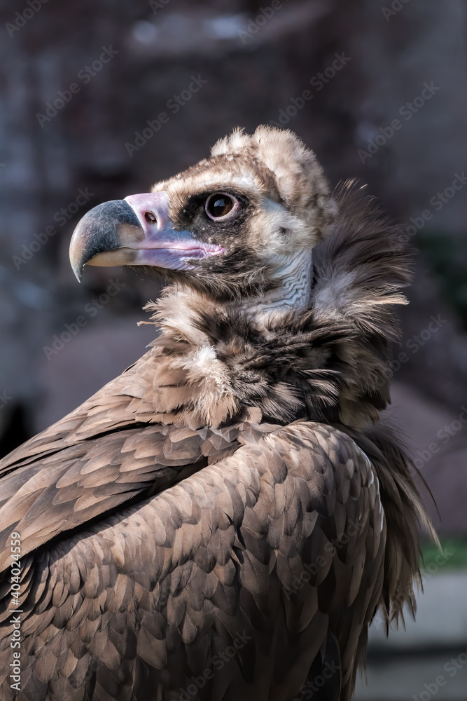 Cinereous Vulture (Aegypius monachus) in Caucasus, Republic of Dagestan, Russia Cinereous Vulture (Aegypius monachus) in Caucasus, Republic of Dagestan, Russia