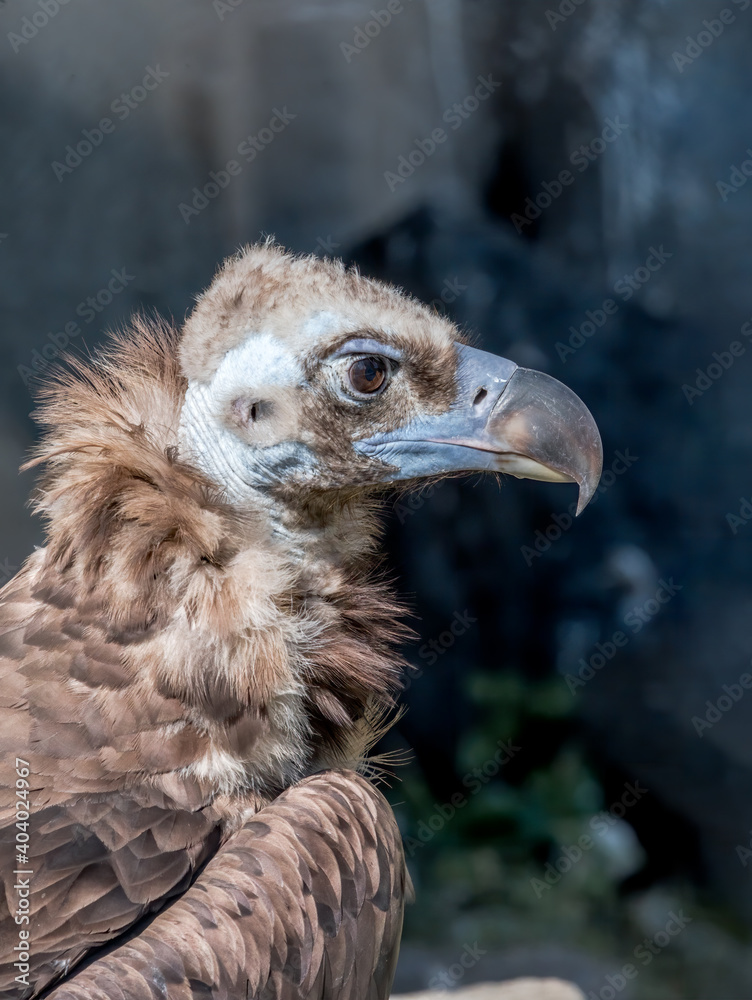 Cinereous Vulture (Aegypius monachus) in Caucasus, Republic of Dagestan, Russia Cinereous Vulture (Aegypius monachus) in Caucasus, Republic of Dagestan, Russia