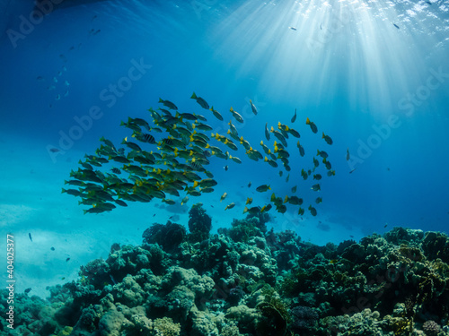 Underwater phot of schooling fish near coral reef