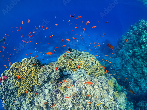 Underwater coral reef with a lot of colorful small fish in Red Sea