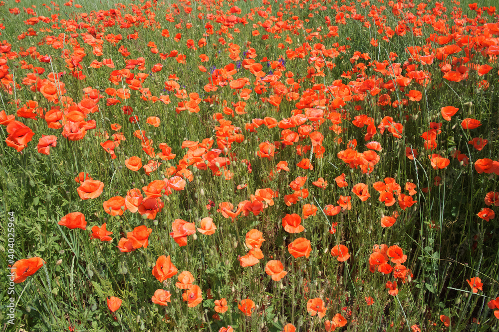 Poppy flowers field. Rural landscape with red wildflowers. Many red poppies in the field. Red wildflowers.