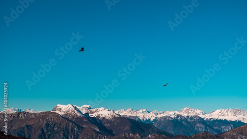 Griffons in the sky over the peak of italian alps