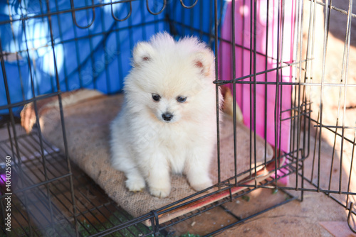 White dog pomeranian dog in cage, Little dog sadly in home.