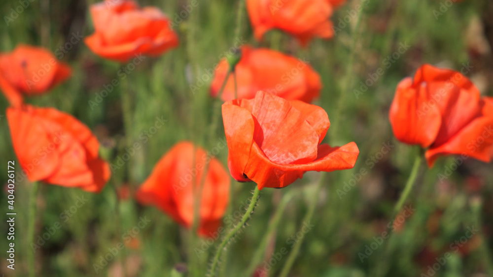 Large red poppy flowers close up. Beautiful wildflowers with red petals. Large red poppy flowers close up. Beautiful wildflowers with red petals.