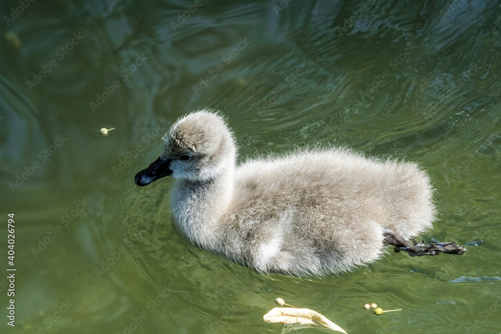 Black Swan (Cygnus atratus) cygnet in park