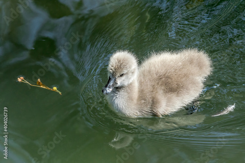 Black Swan (Cygnus atratus) cygnet in park photo