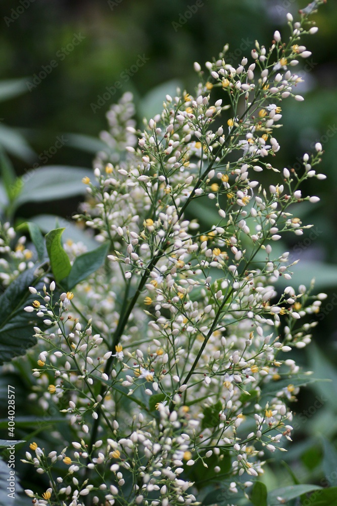 南天の花 南天の花