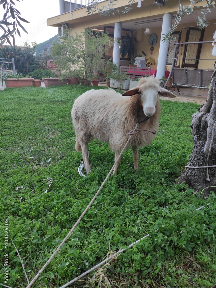 Obraz premium sheep and lamb