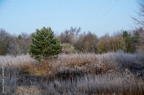 winter meadow scene